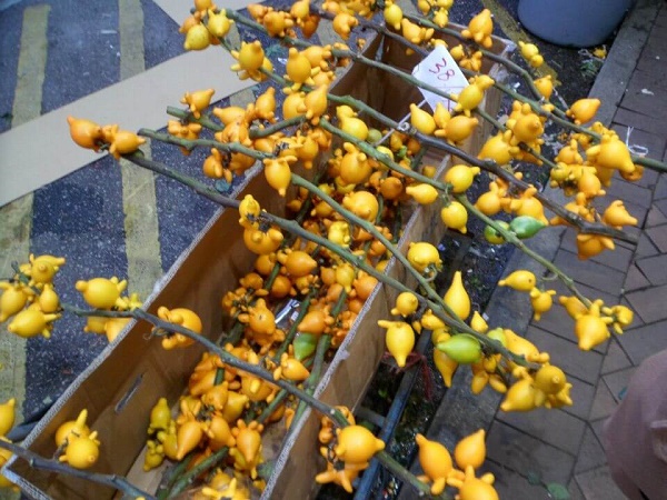 Chinese New Year yellow fruit at the flower market in Hong Kong