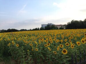 sunflowers in castelfranco