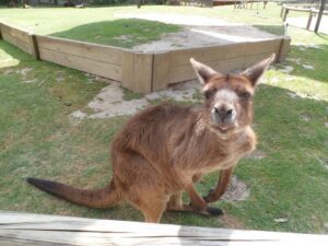 kangaroo in melbourne australia