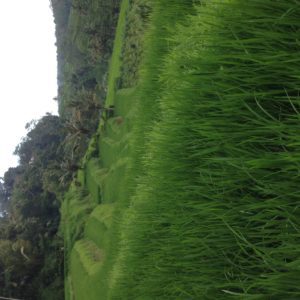 Two Weeks in Bali