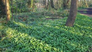 Spring Foraging in the UK - Wild Garlic
