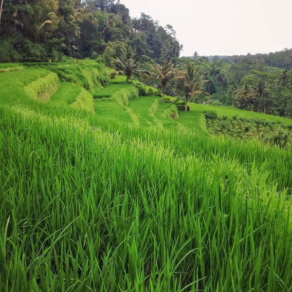 Rice terraces in Ubud, Bali, Indonesia