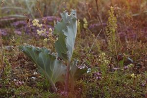 Spring Foraging in the UK - Sea Kale