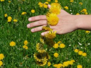 Spring Foraging in the UK - Dandelion