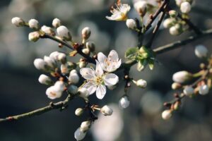 edible blackthorn blossoms in april