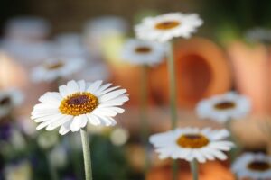 edible daisy in may