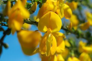 edible gorse in march