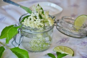 Spring Foraging in the UK - Elderflower