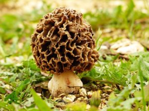 Spring Foraging in the UK - Morel Mushroom