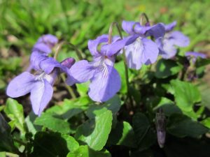 Spring Foraging in the UK - Sweet Violet