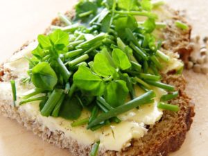 Spring Foraging in the UK - Watercress