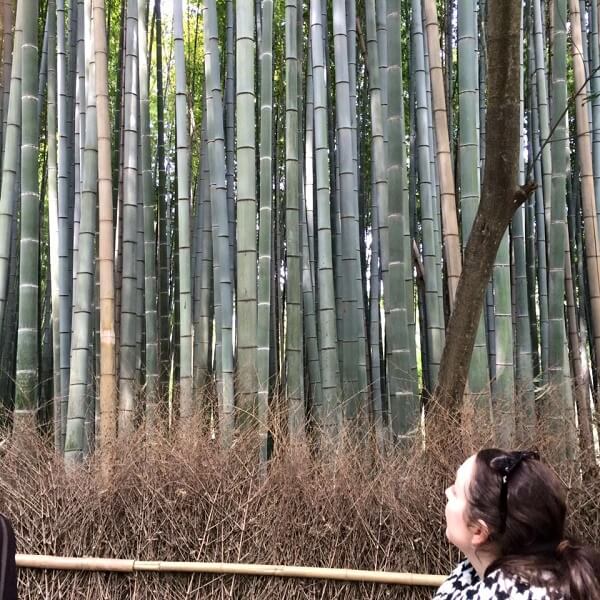 Looking up at the Arashiyama Bamboo Grove in Kyoto, Japan
