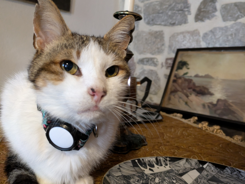 cat travel accessories